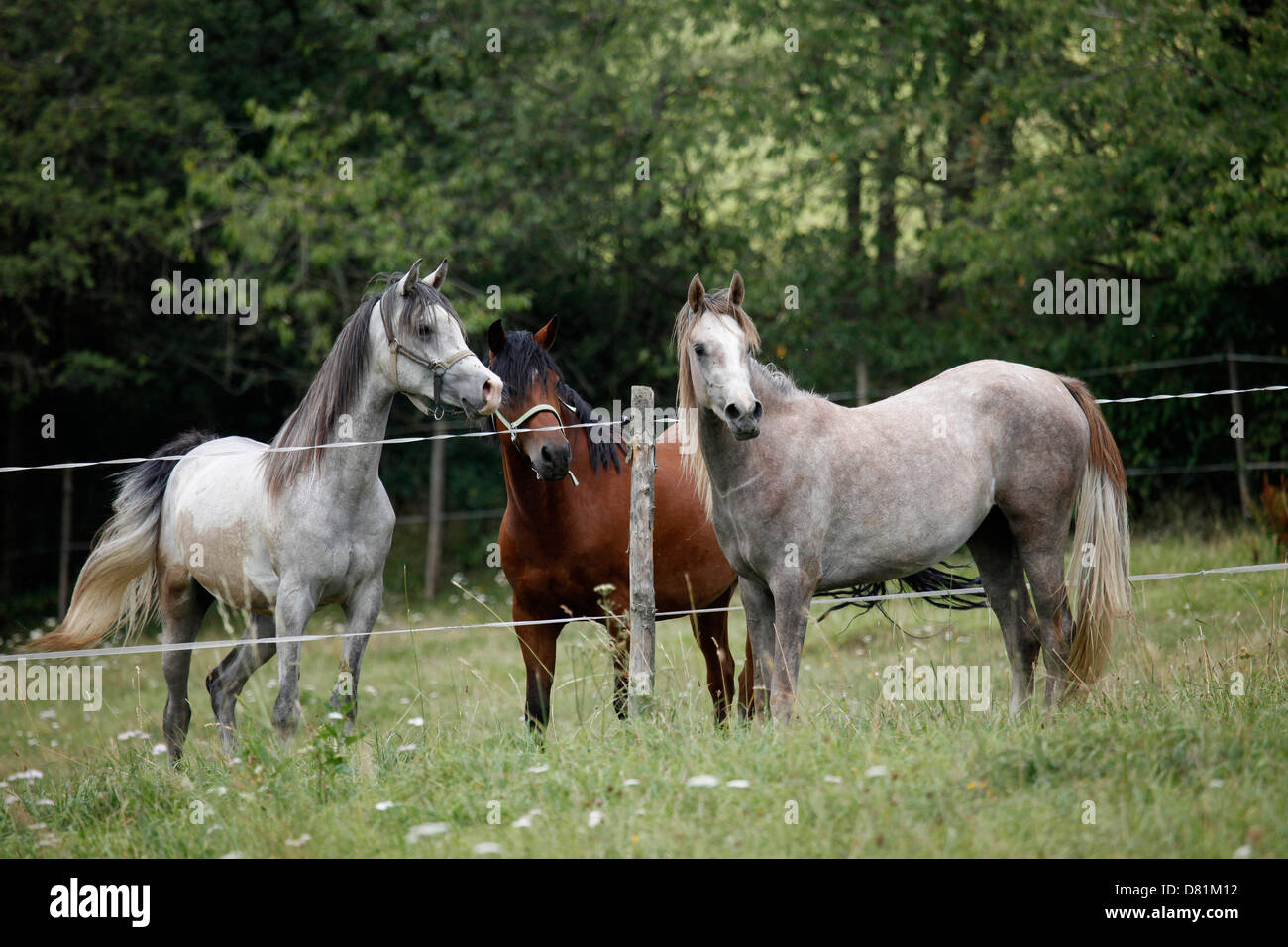 arabian horses Stock Photo