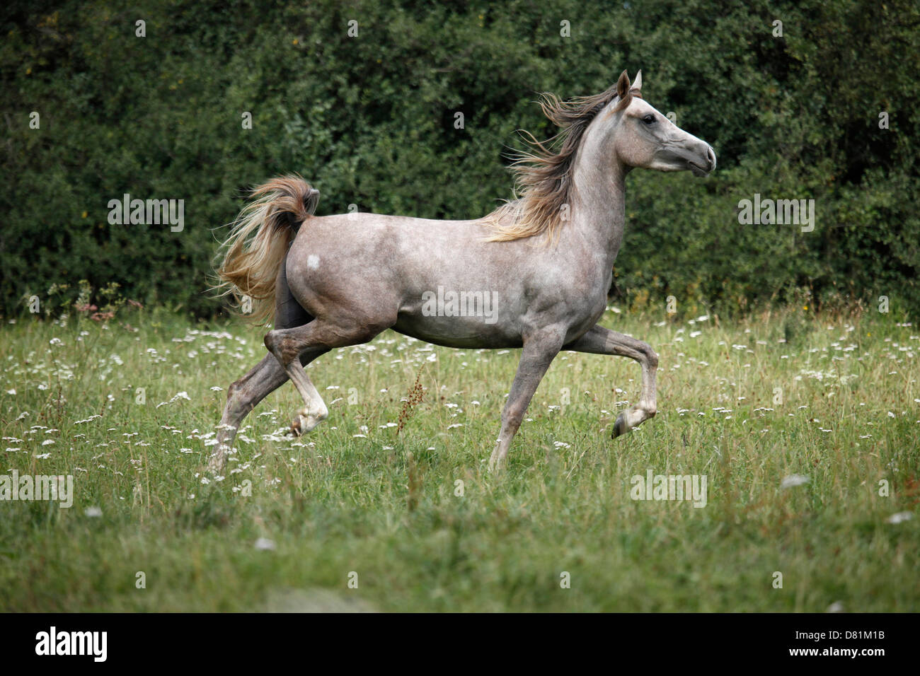 trotting arabian horse Stock Photo
