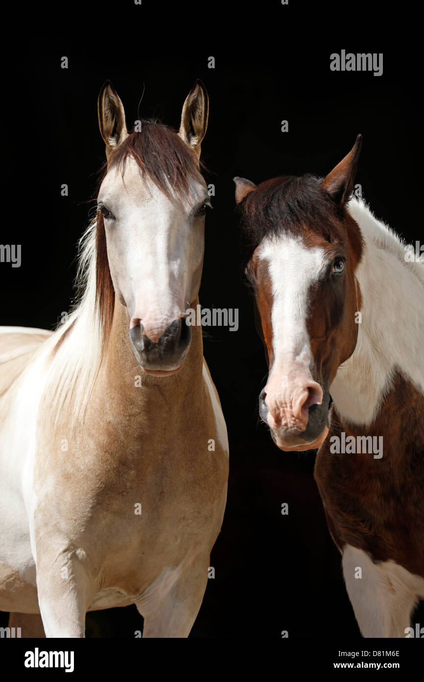 Black and white pinto hires stock photography and images Alamy