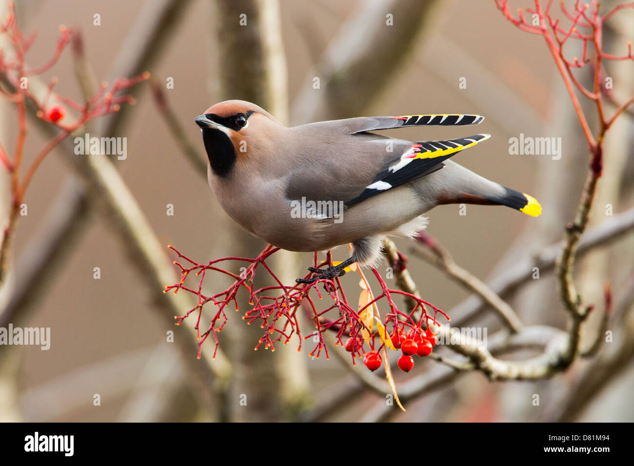 Waxwing Bohemian, Bombycilla garrulus, Stock Photo