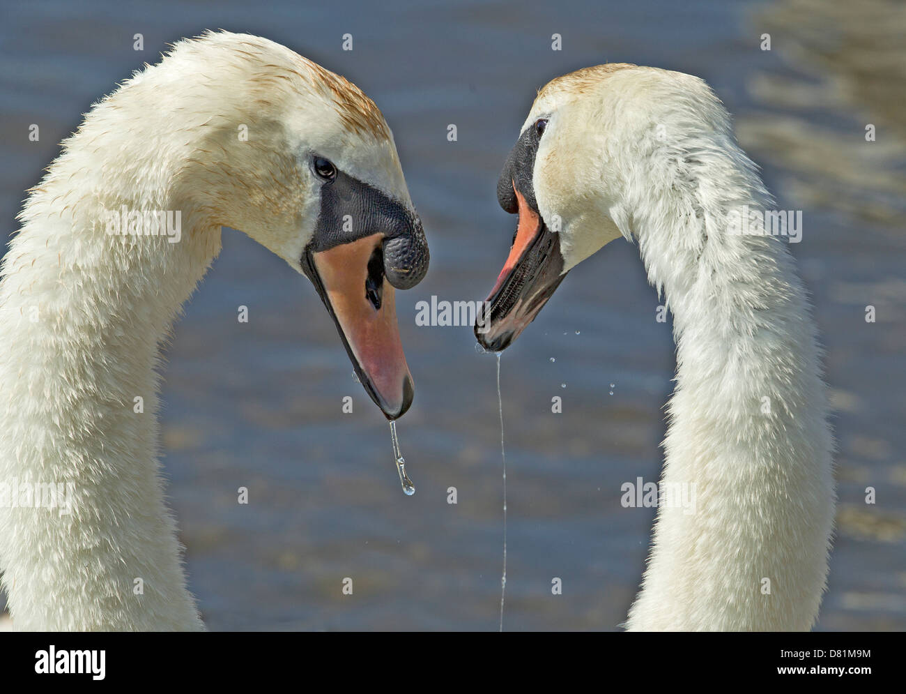 Dribbling Water Hi res Stock Photography And Images Alamy dribbling-water-hi-res-stock-photography-and-images-alamy