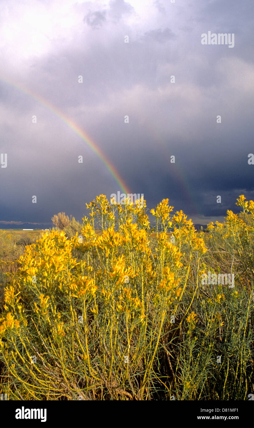 Rainbow over blooming rabbitbrush in eastern Idaho Stock Photo