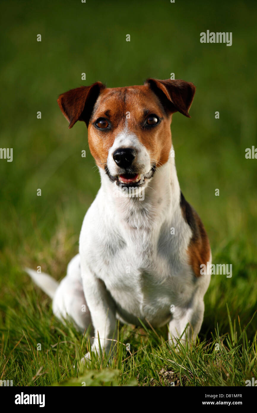 sitting Jack Russell Terrier Stock Photo - Alamy