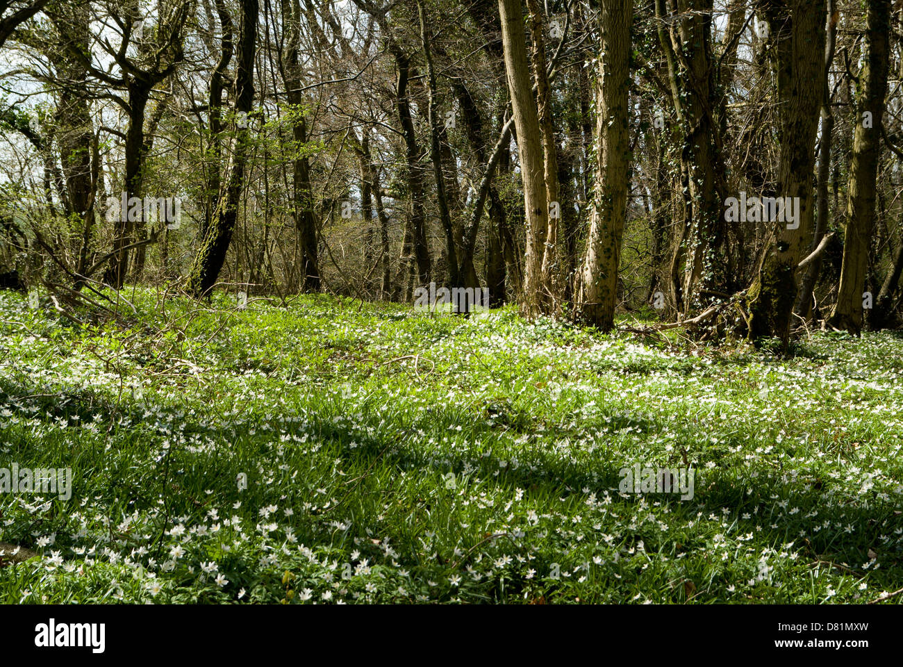 Offas Dyke Path and carpet of Wood Anemone (anemone nemorosa)  near Chepstow, Gloucestershire, England. Stock Photo