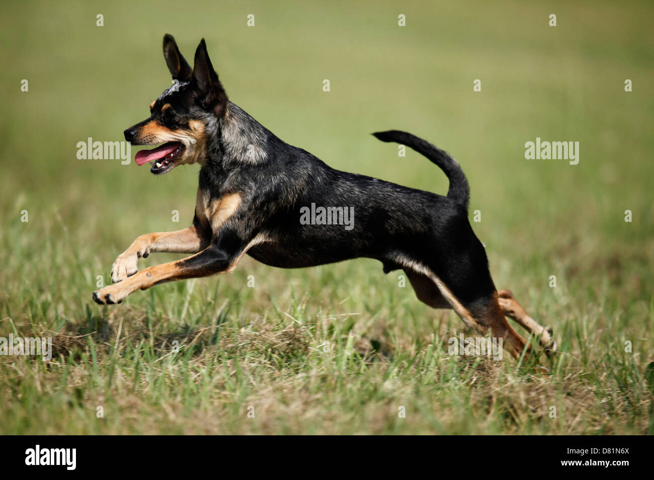 Prague Ratter Side View Dog Prazsky Krysarik Prague Ratter High Resolution Stock Photography ...