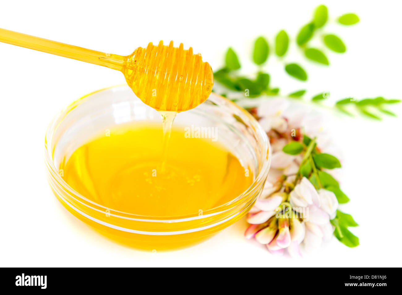 Pouring honey and acacia flower on white background Stock Photo