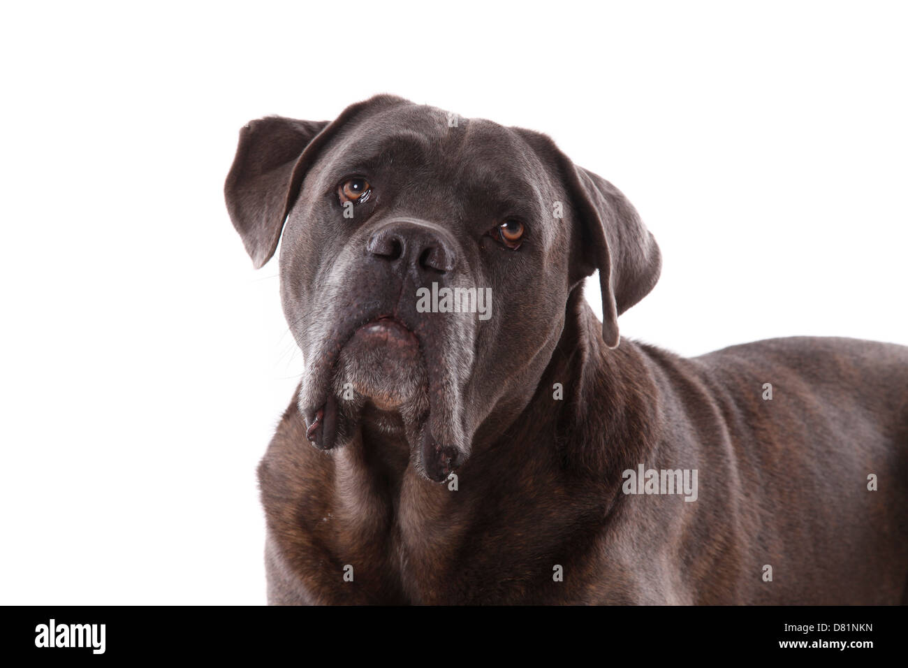Key Corso Cane Corso Portrait Stock Photo - Alamy
