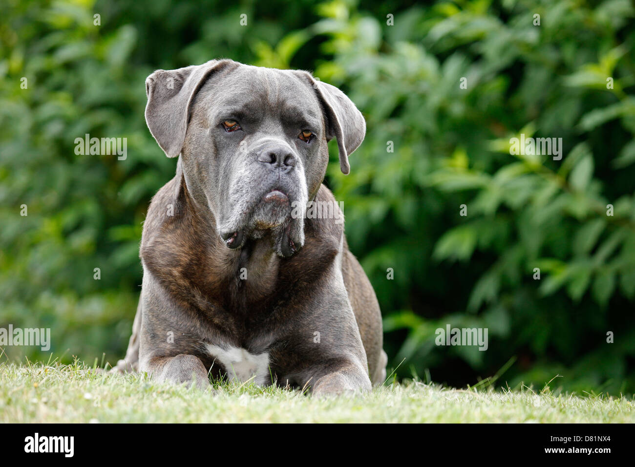 Cane corso pup hi-res stock photography and images - Alamy