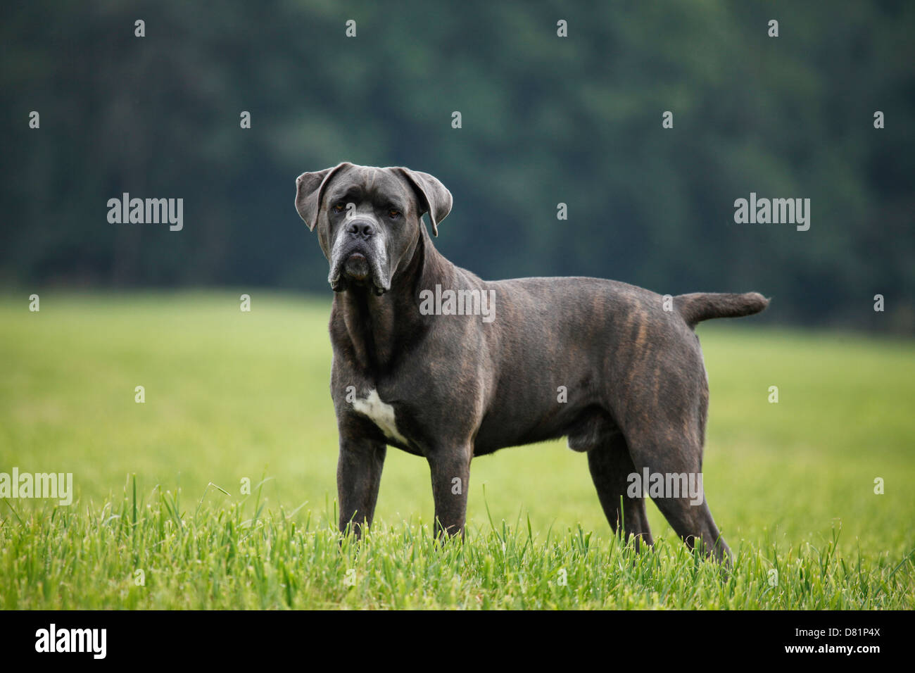 standing Cane Corso Stock Photo