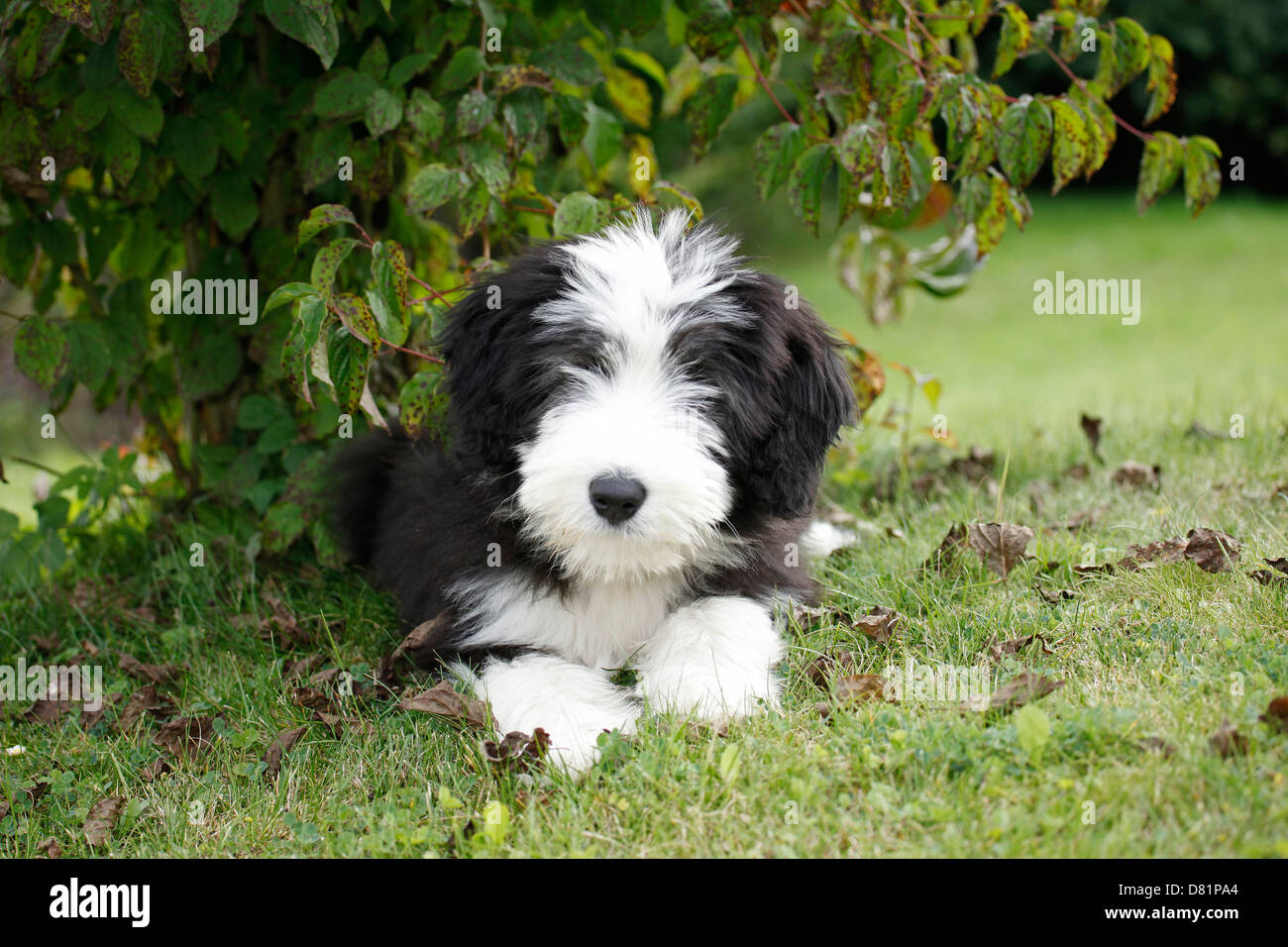 Bearded Collie Puppy Stock Photo