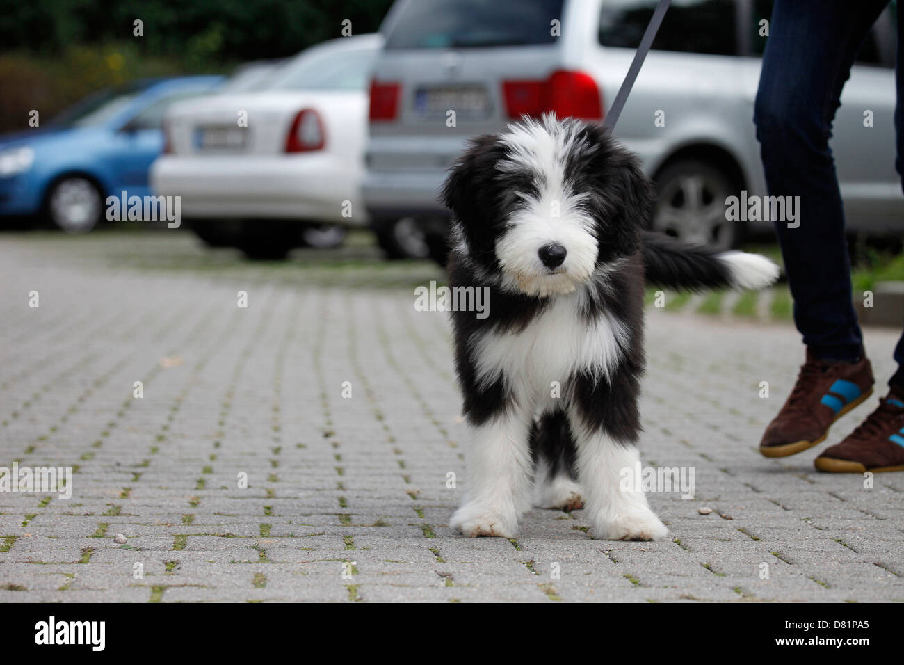 Bearded sheepdog hi-res stock photography and images - Alamy