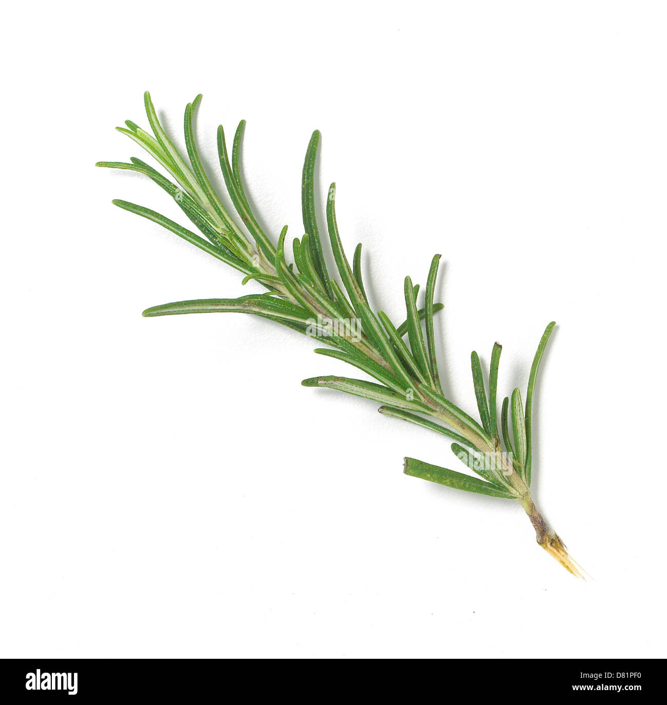 stick of rosemary cut out onto a white background Stock Photo