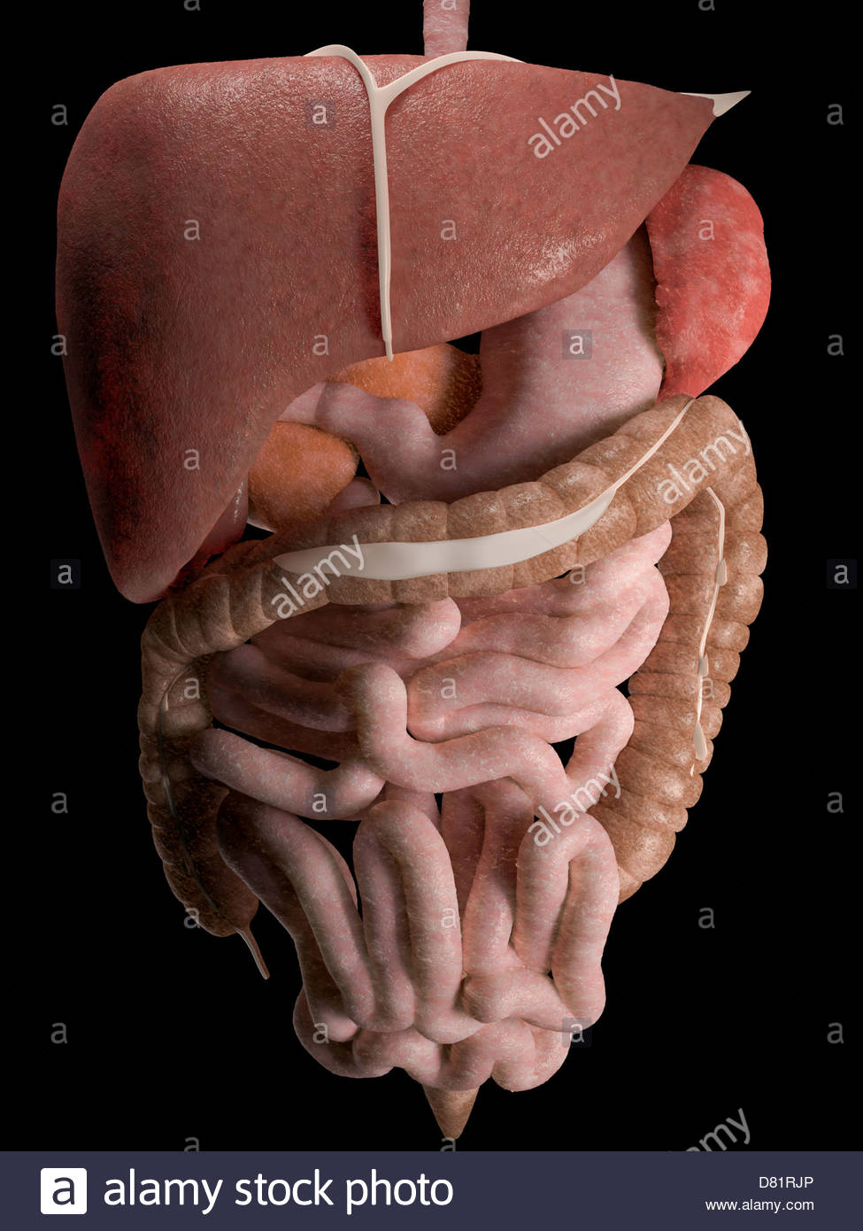 Transverse Colon Stock Photos & Transverse Colon Stock Images - Alamy