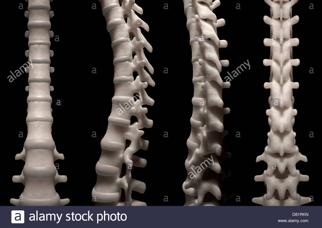 Vertebrae Disc Stock Photos & Vertebrae Disc Stock Images Biology Diagrams