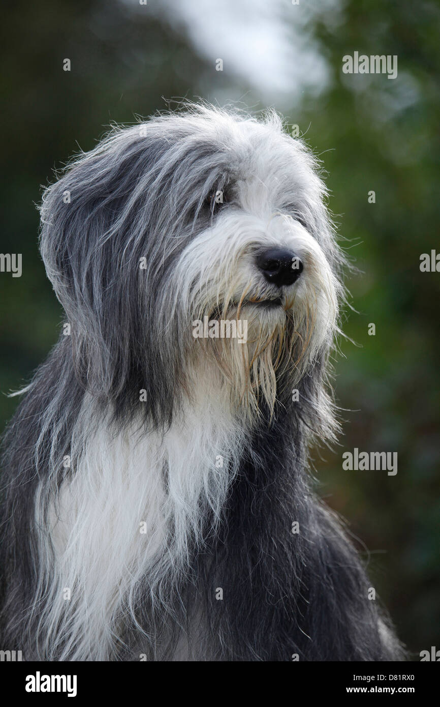 Bearded sheepdog hi-res stock photography and images - Alamy