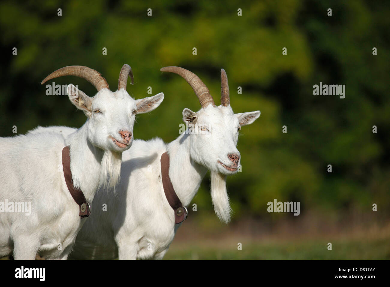 white german goat Stock Photo
