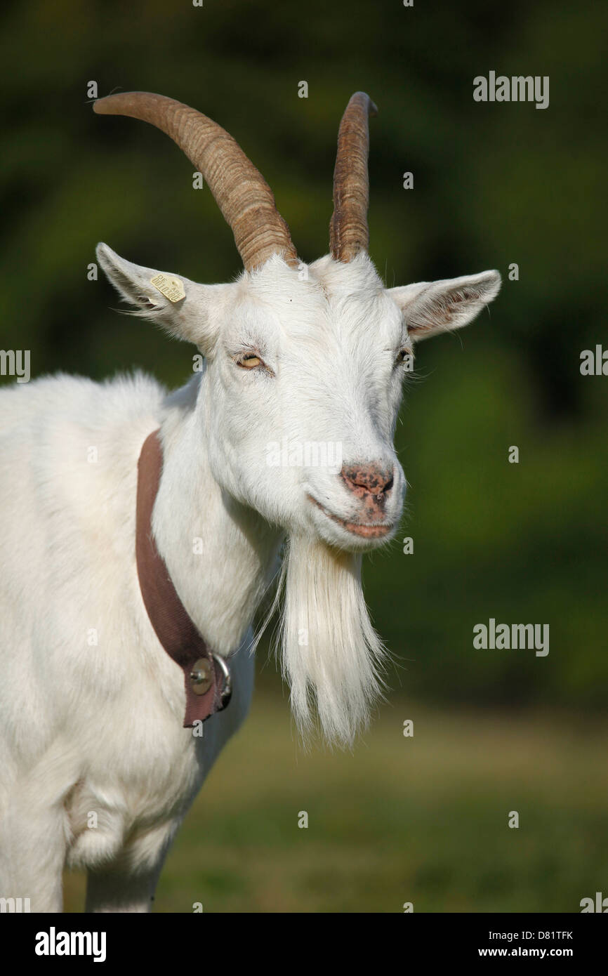 white german goat Stock Photo