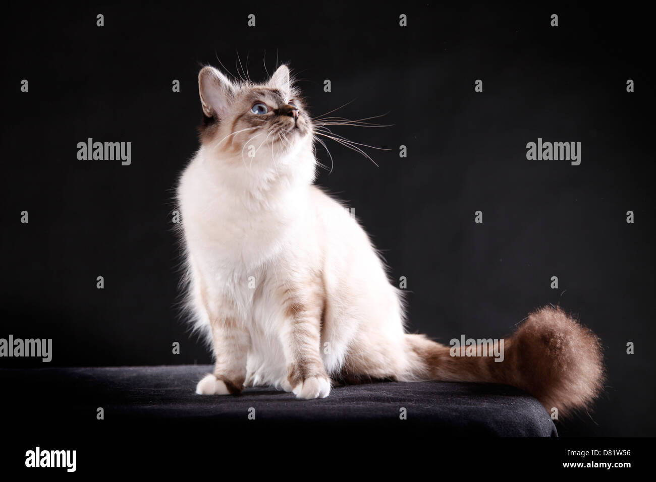 sitting Sacred Birman Stock Photo - Alamy