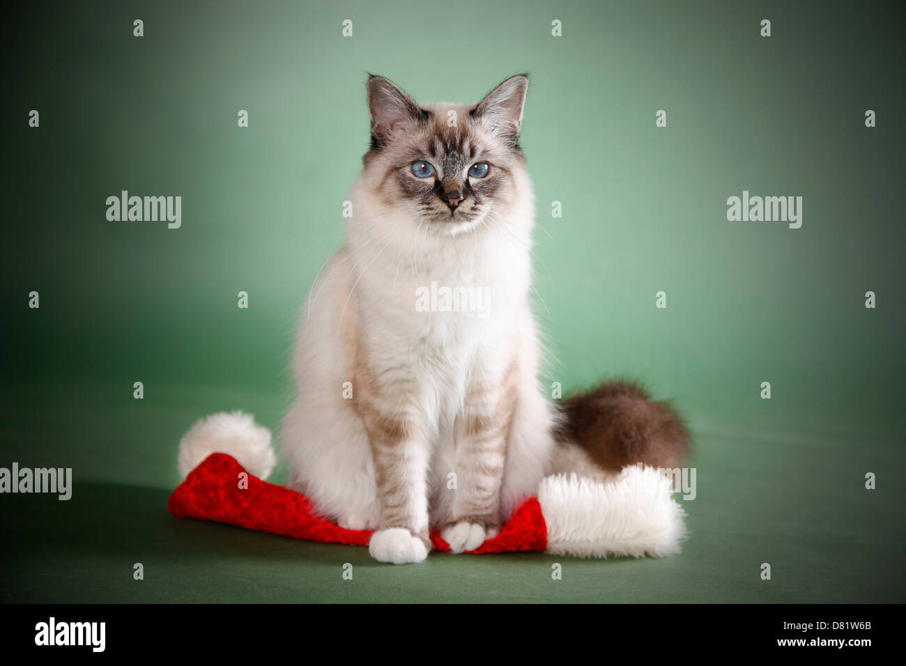 sitting Sacred Birman Stock Photo - Alamy