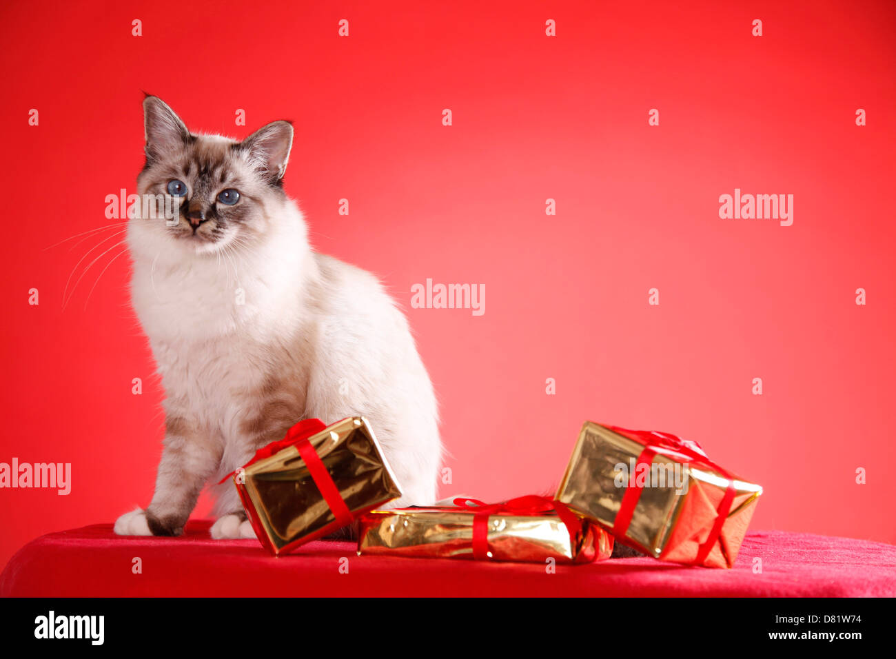 sitting Sacred Birman Stock Photo - Alamy