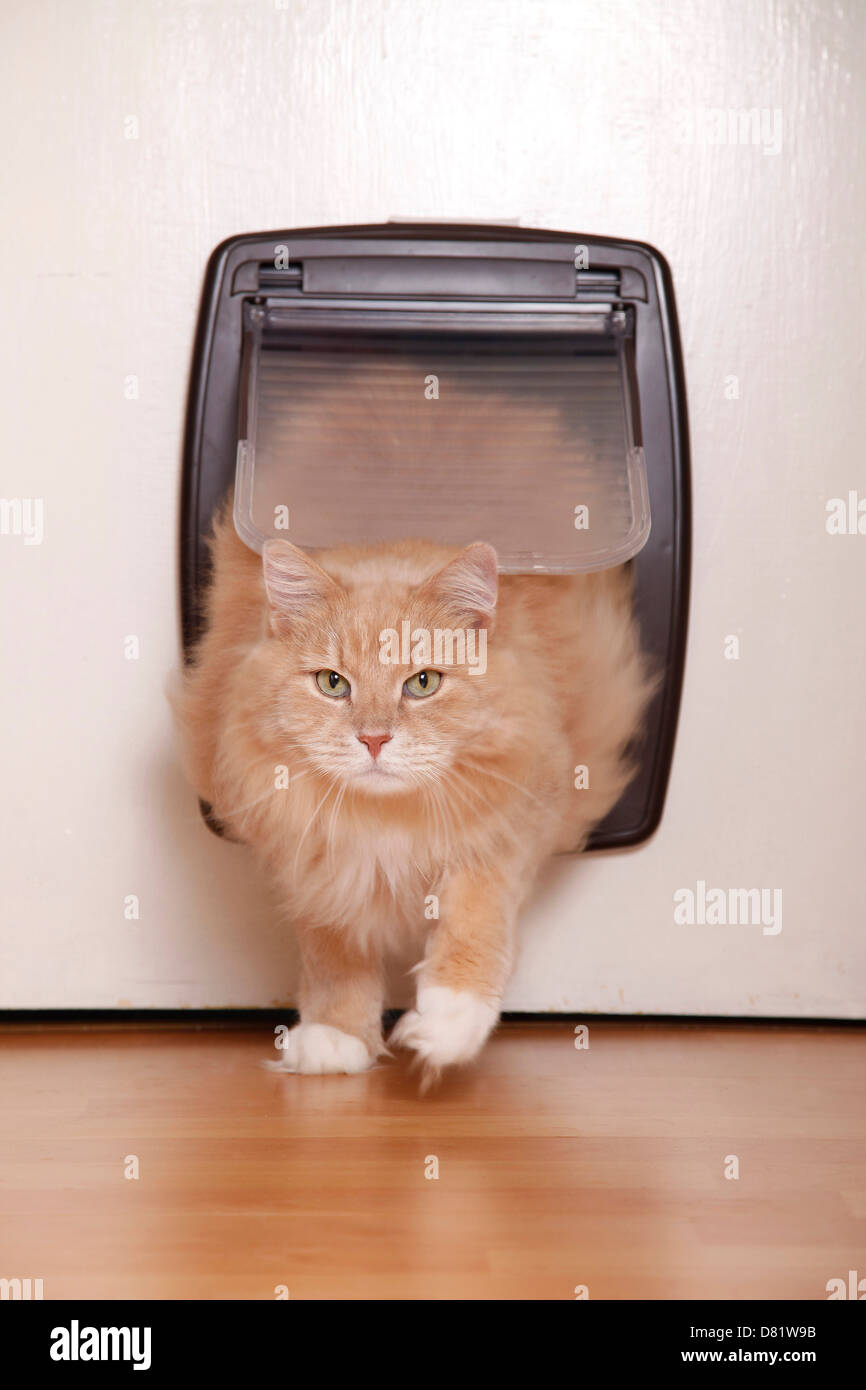 Siberian forestcat at catflap Stock Photo