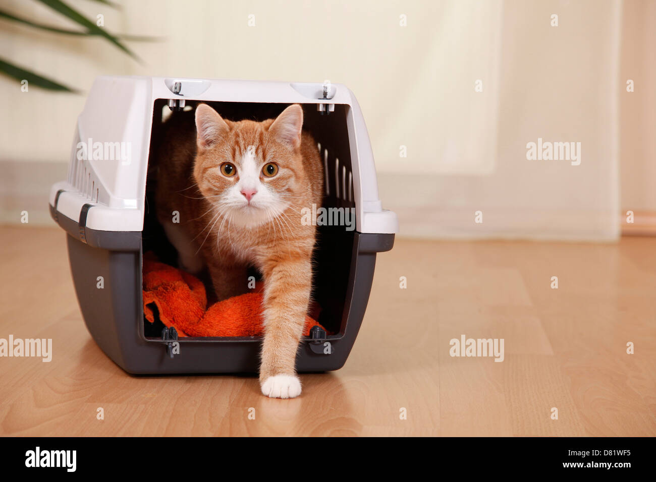 domestic cat in kennel Stock Photo Alamy