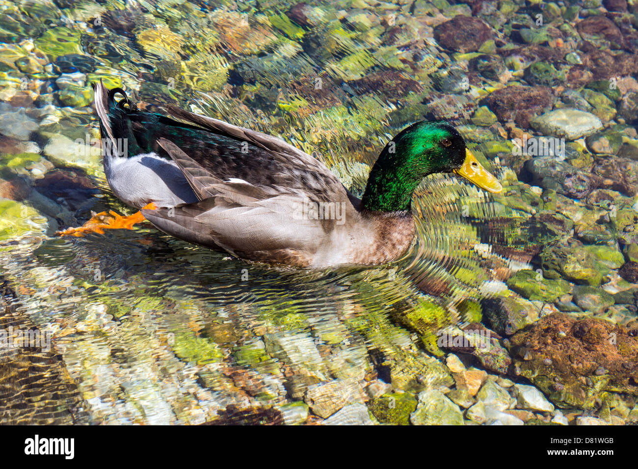 Male Mallard duck, paddling above pebbles Stock Photo Alamy