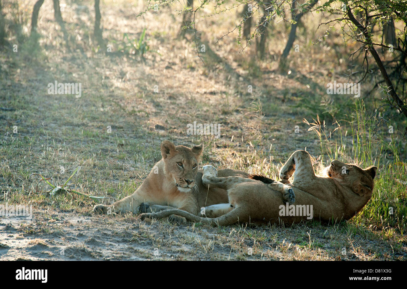 Two lions playing on the ground in Antelope Park, Zimbabwe, Africa. Stock Photo