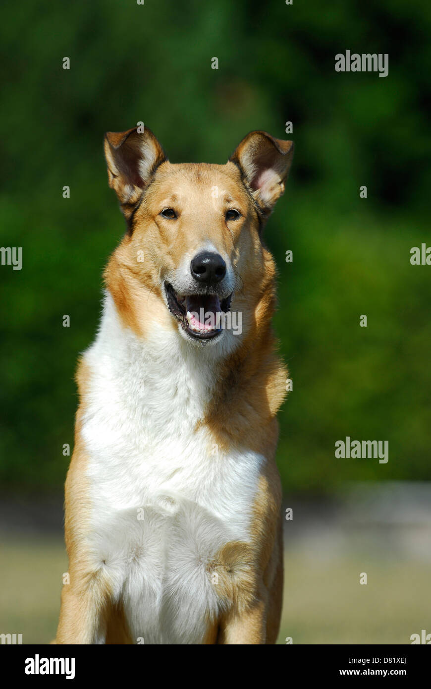 Shorthaired Collie Stock Photo 56591098 Alamy