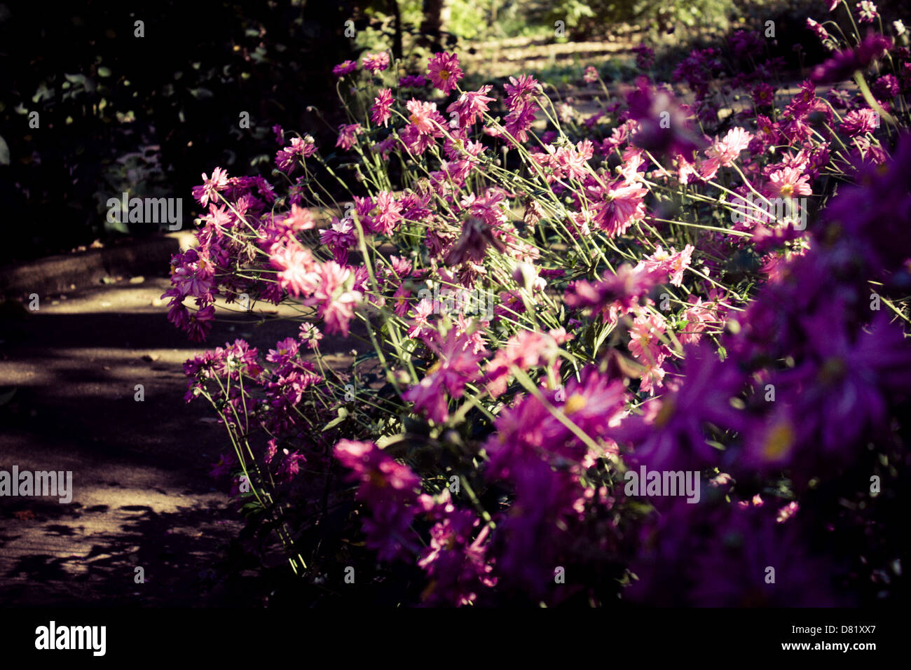 Purple wild flowers hi-res stock photography and images - Alamy