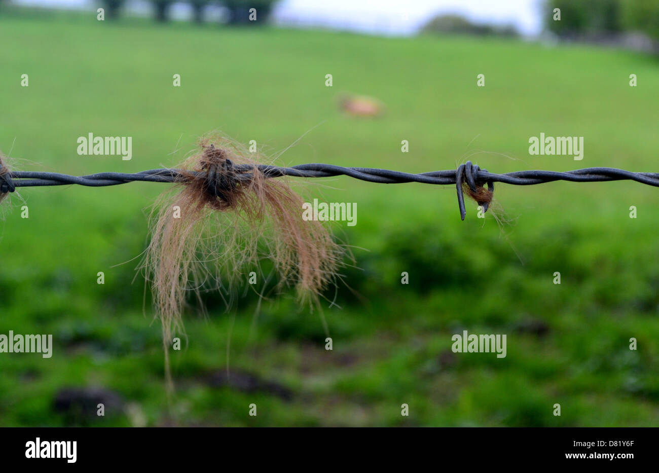 Common Cattle Fencing Mistakes (and How To Avoid Them)