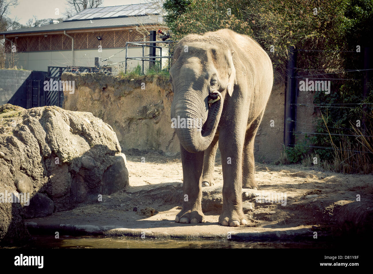 Zoo animals in wild hi-res stock photography and images - Alamy
