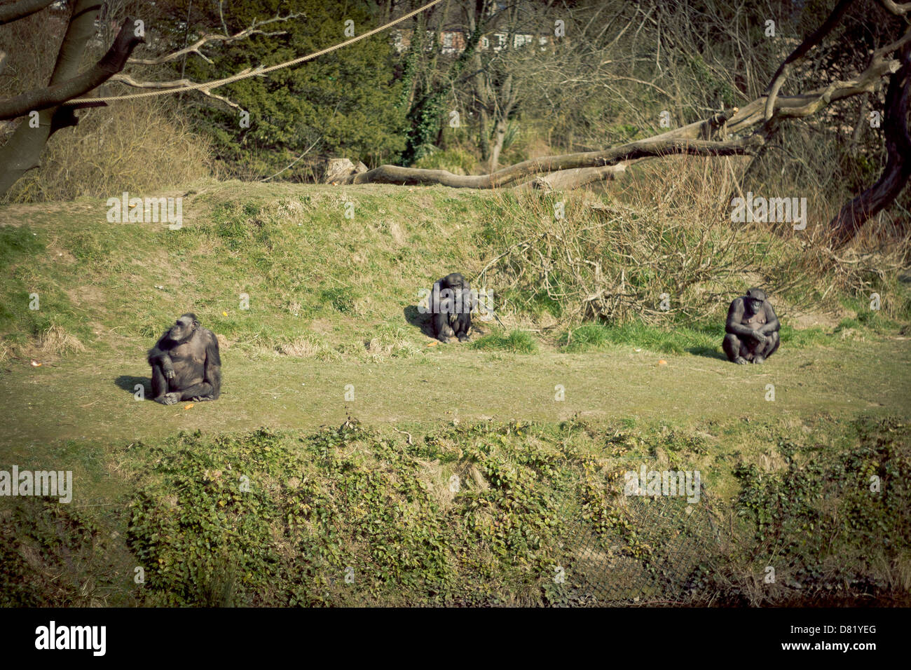 Three Wise Monkeys Stock Photo