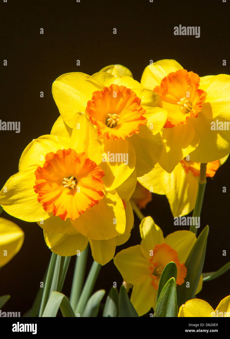 VIRGINIA, USA - Daffodils in bloom, blossoming flowers. Stock Photo