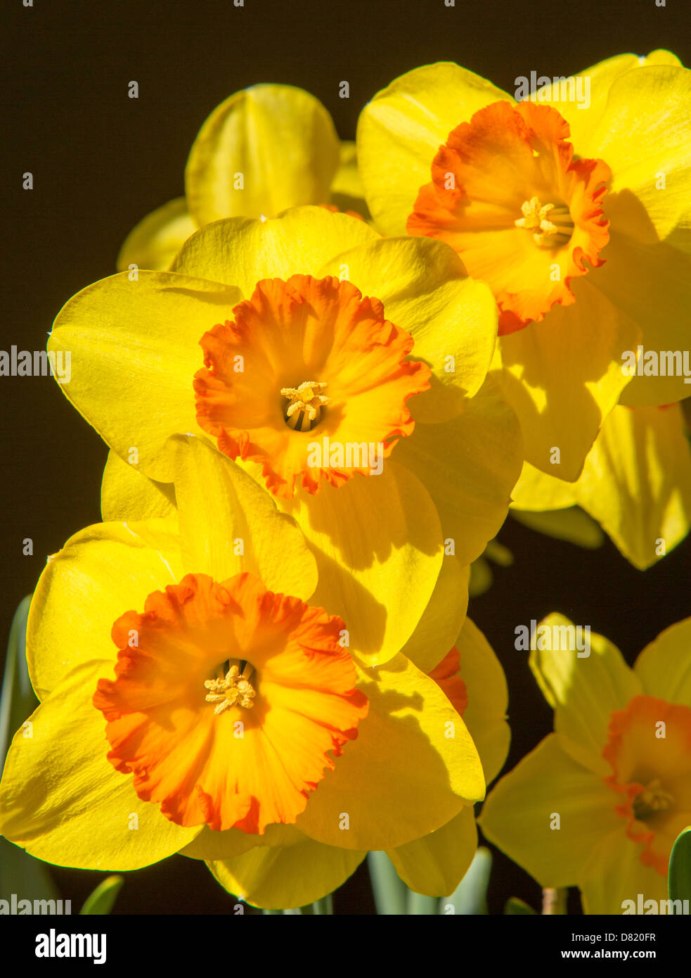 VIRGINIA, USA - Daffodils in bloom, blossoming flowers. Stock Photo