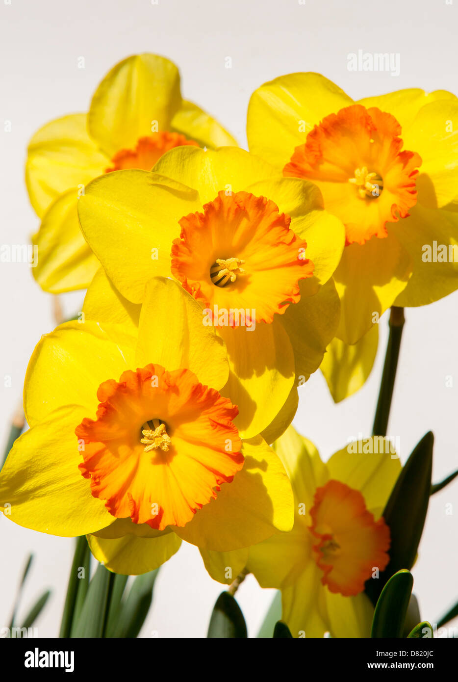 VIRGINIA, USA - Daffodils in bloom, blossoming flowers. Stock Photo