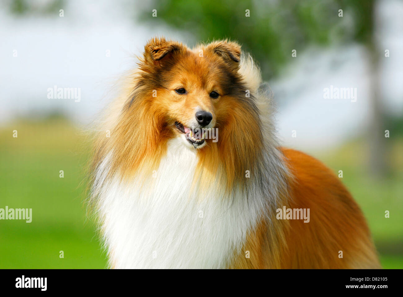 Shetland Sheepdog Portrait Stock Photo - Alamy