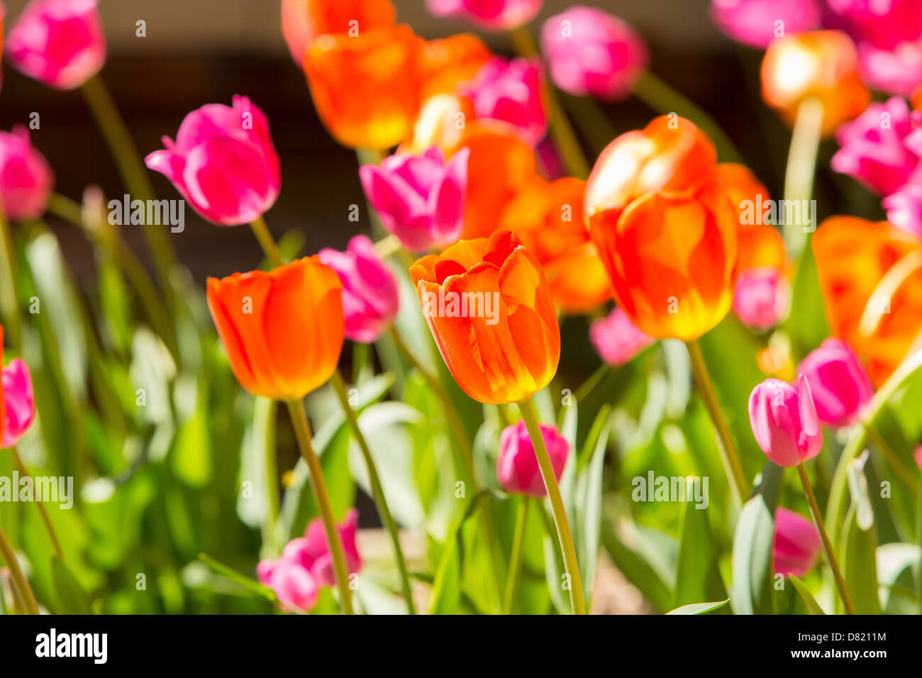 VIRGINIA, USA Tulips in bloom in garden Stock Photo Alamy