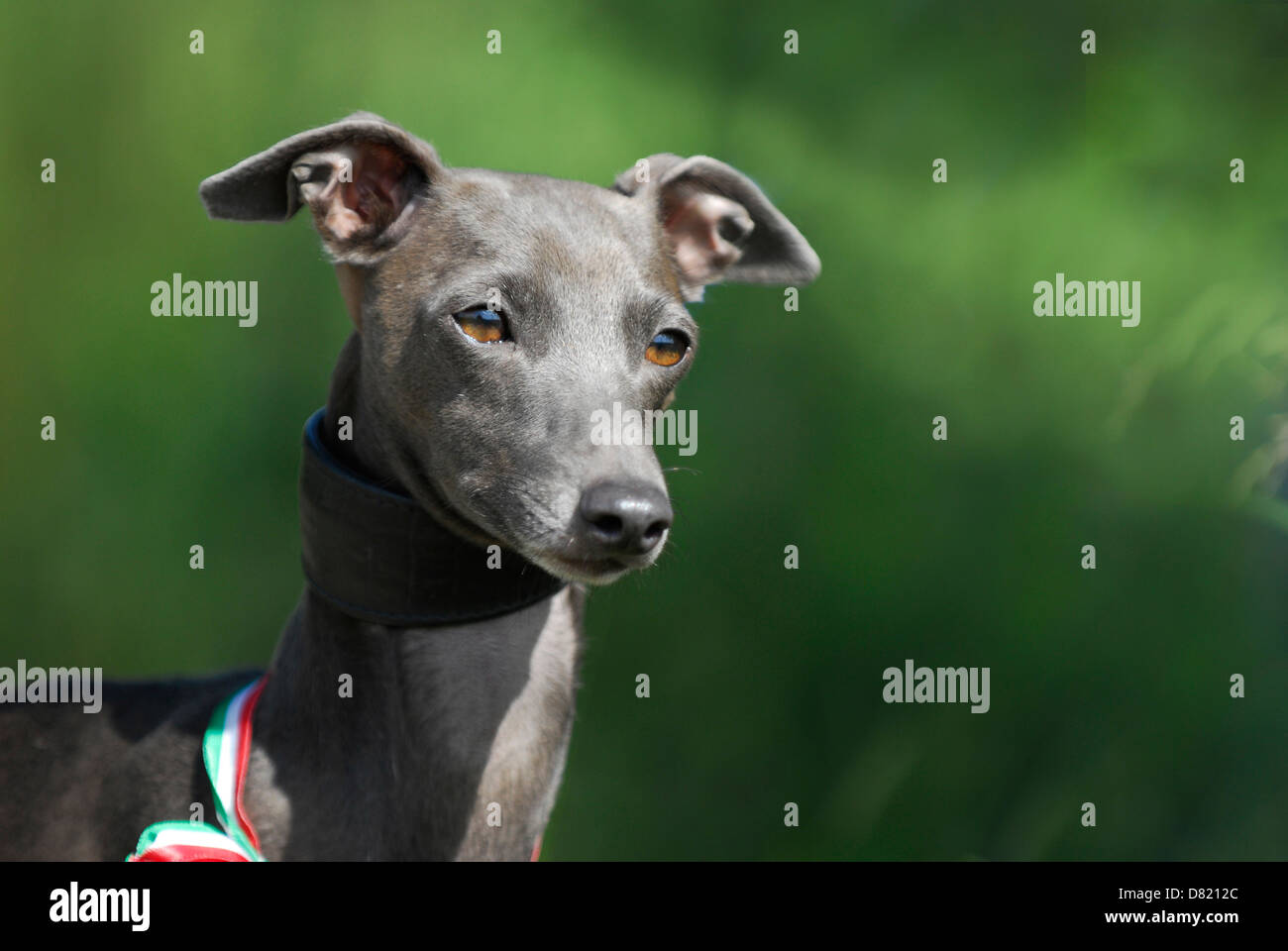 Do Italian Greyhounds Need Special Collars