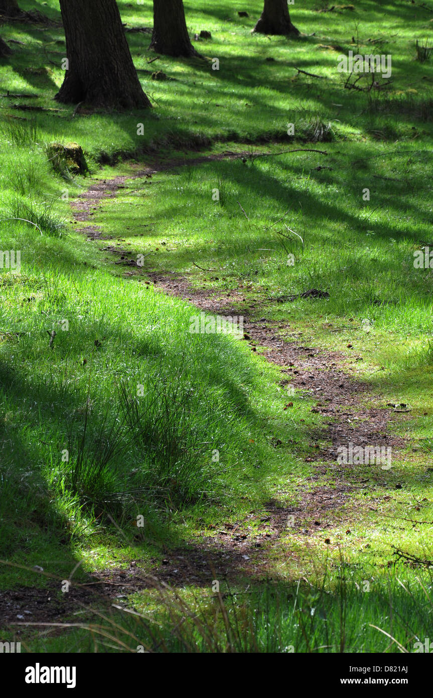 Woodland path Stock Photo