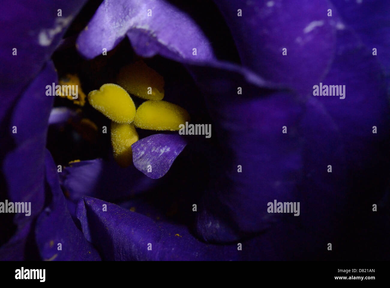 A beautiful purple flower Stock Photo