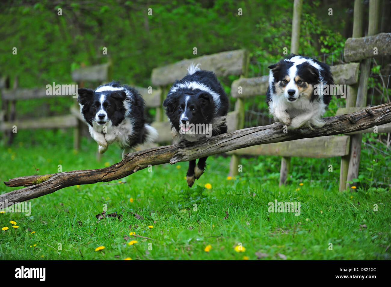 jumping Border Collies Stock Photo Alamy