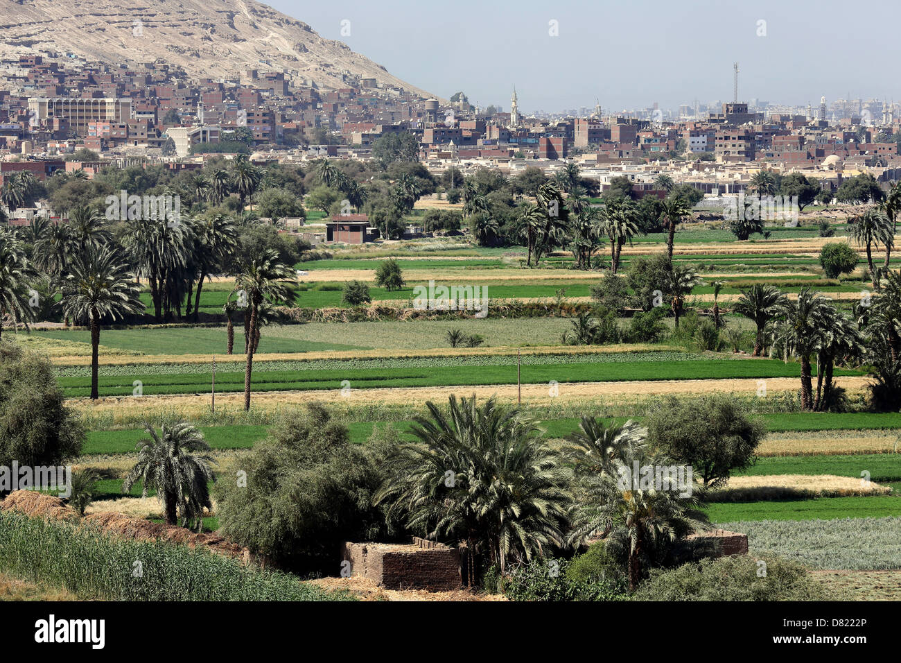 agriculture wheat fields surrounding the city of Assiut (background), Upper Egypt Stock Photo