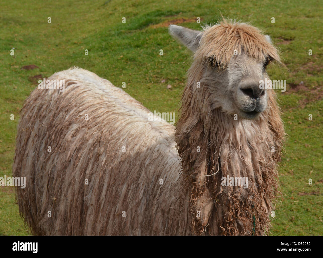 a long-haired Alpaca, near Cuzco, Peru Stock Photo