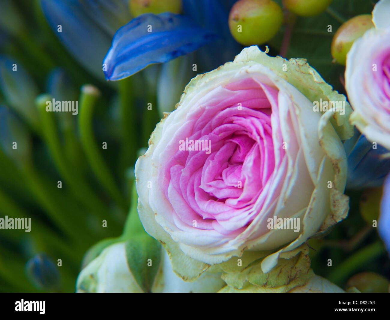 Multicolored flowers hi-res stock photography and images - Alamy