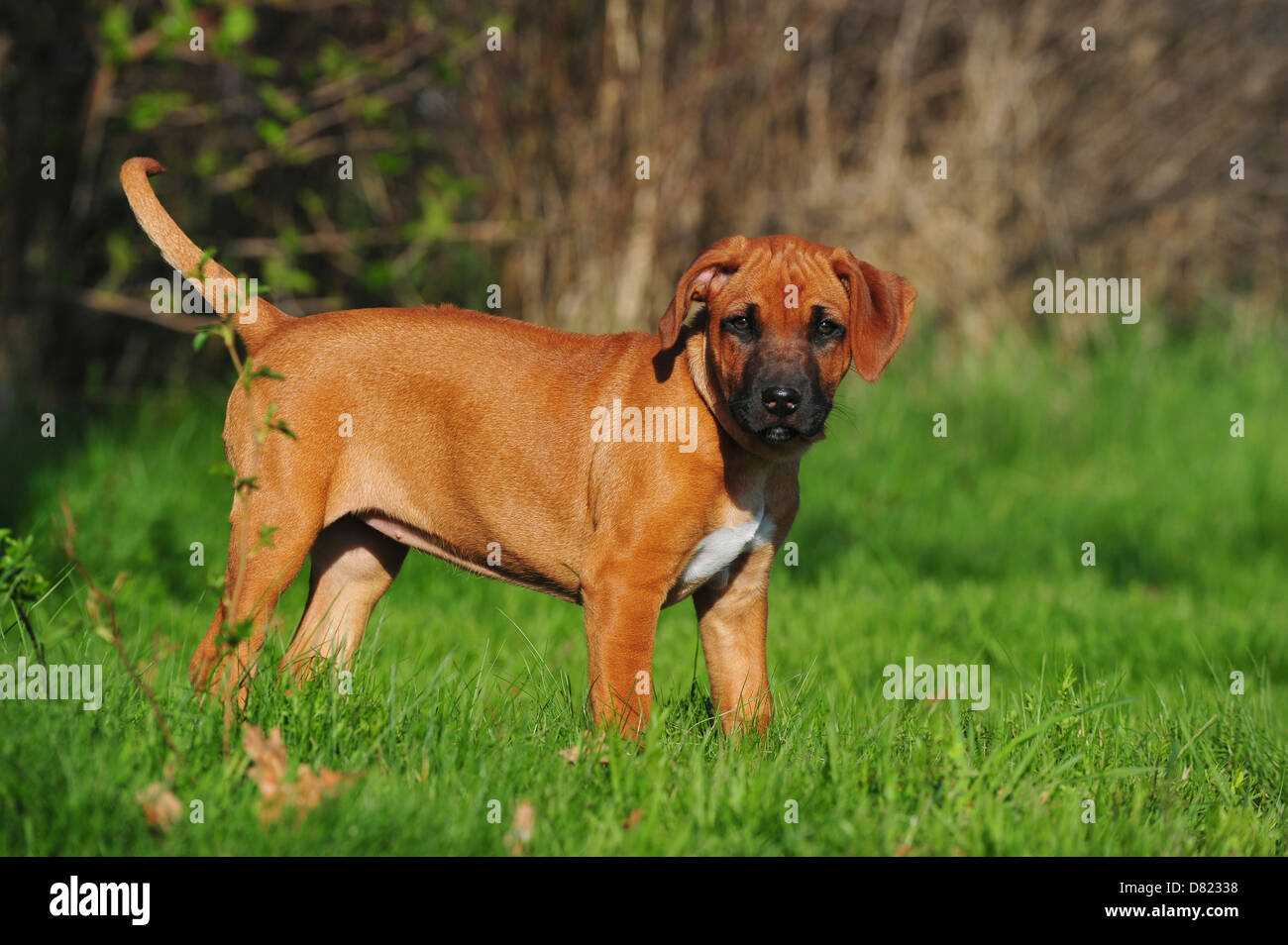Rhodesian Ridgeback Puppy Stock Photo Alamy