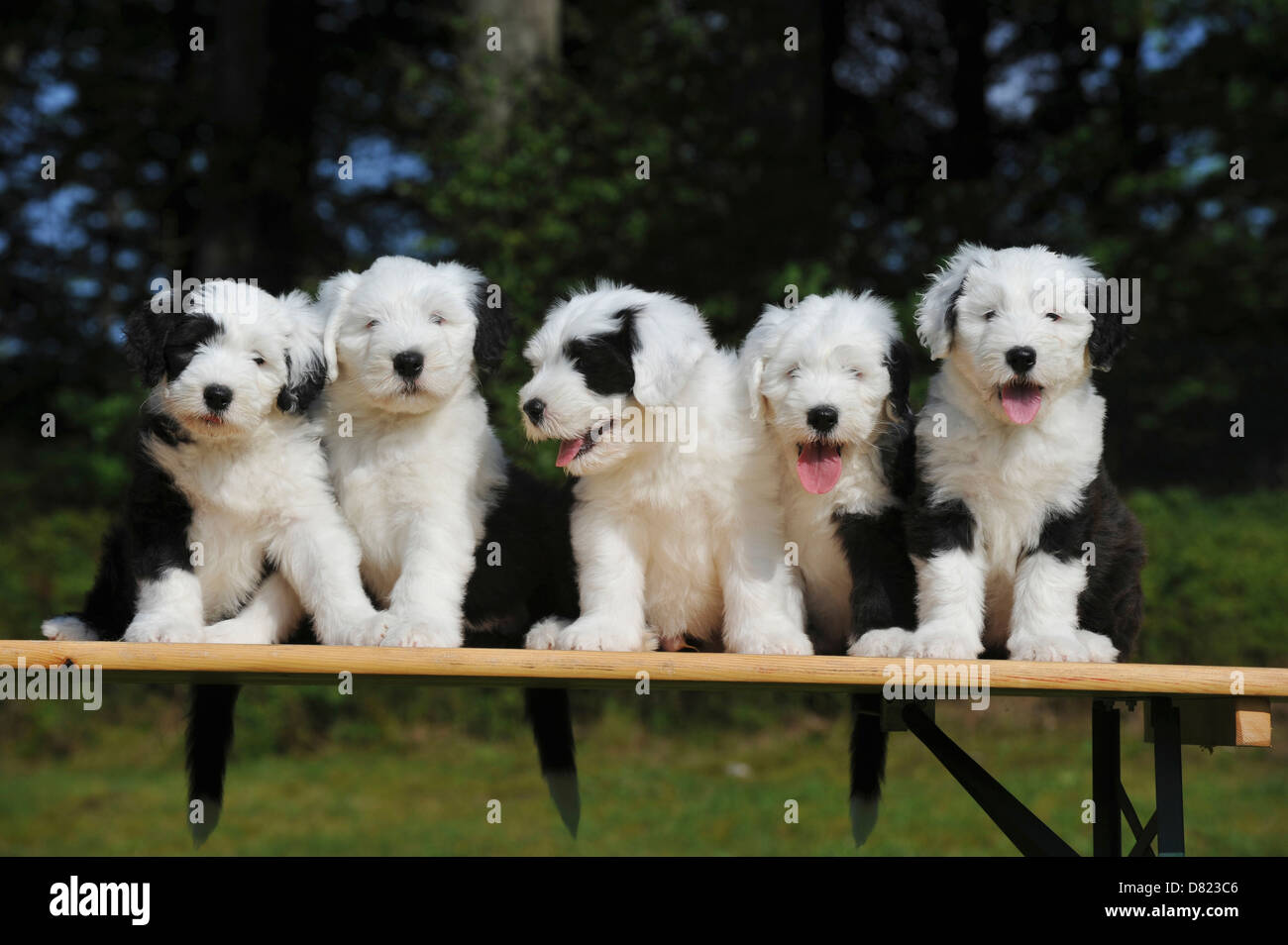 1,137 Bobtail Puppy Royalty-Free Images, Stock Photos & Pictures