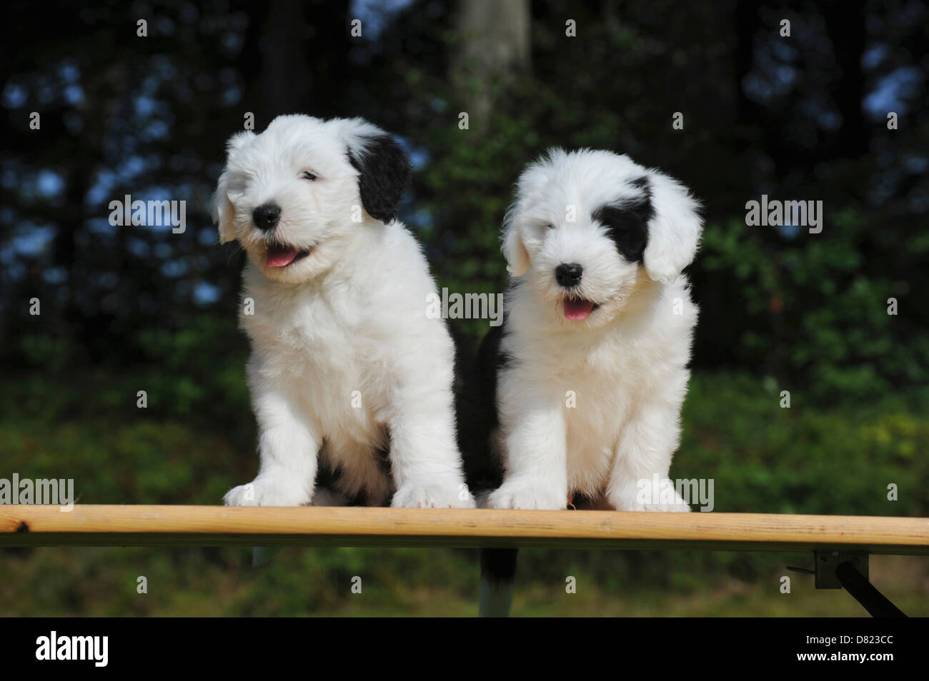 Old English Sheepdog Puppies Stock Photo Alamy