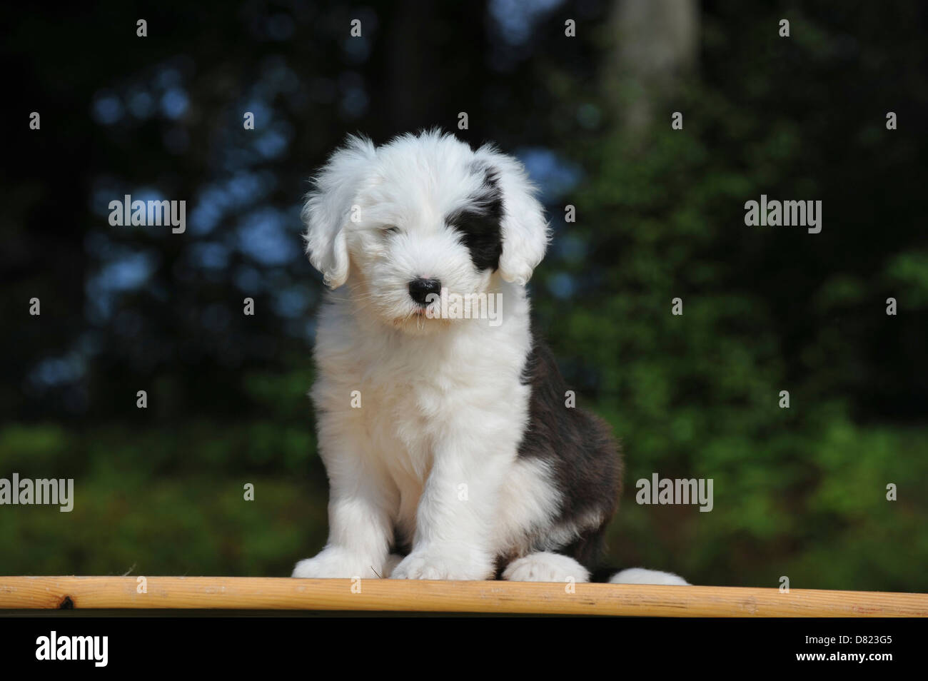 Newborn Old English Sheepdog Stock Photo - Image of hands, infant: 21647180