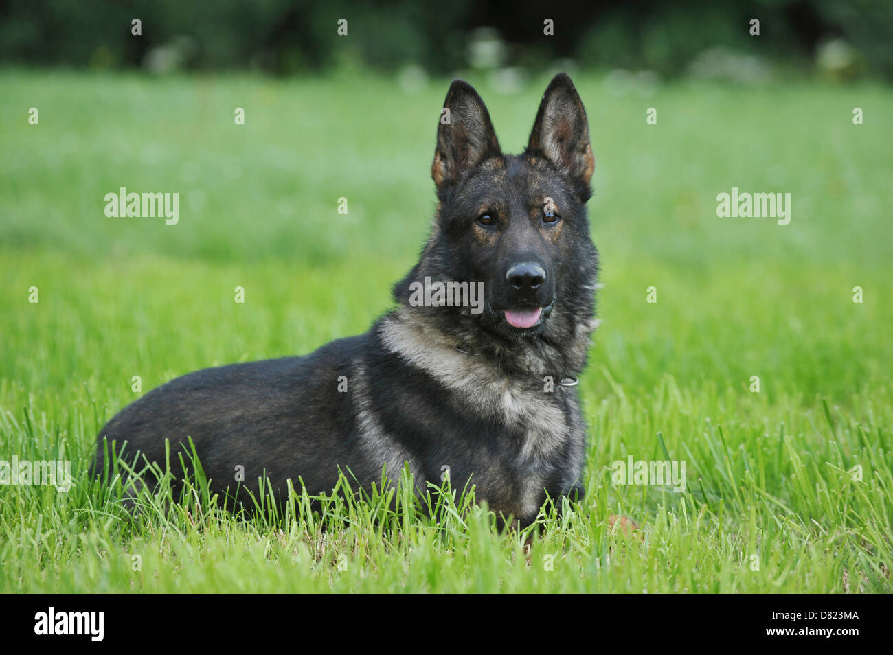 Ostheimer Shepherd - Lying main image 0